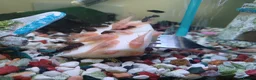 Plecos fish for sale: Bristlenose plecos available in Nottingham - Advert 1
