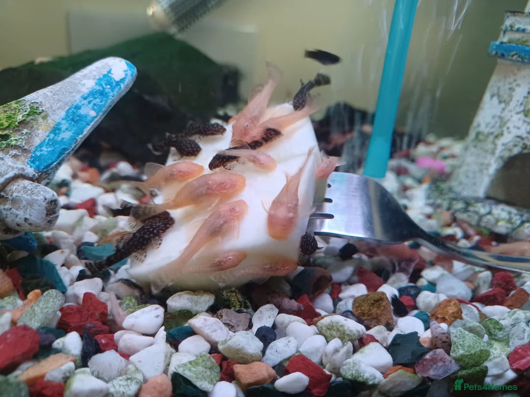 Plecos fish for sale: Bristlenose plecos available in Nottingham - Advert 1