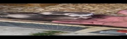 Ferret rodents for sale:  micro ferrets  - Advert 2