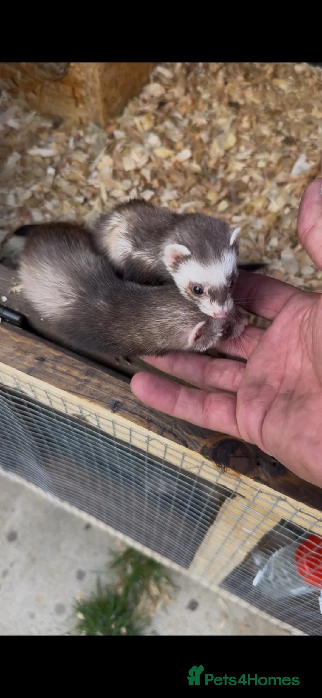 Ferret rodents for sale:  micro ferrets  - Advert 2