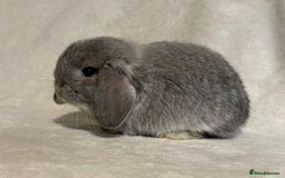 Mini Lop rabbits for sale: Pure mini lop babies to reserve  - Image 8