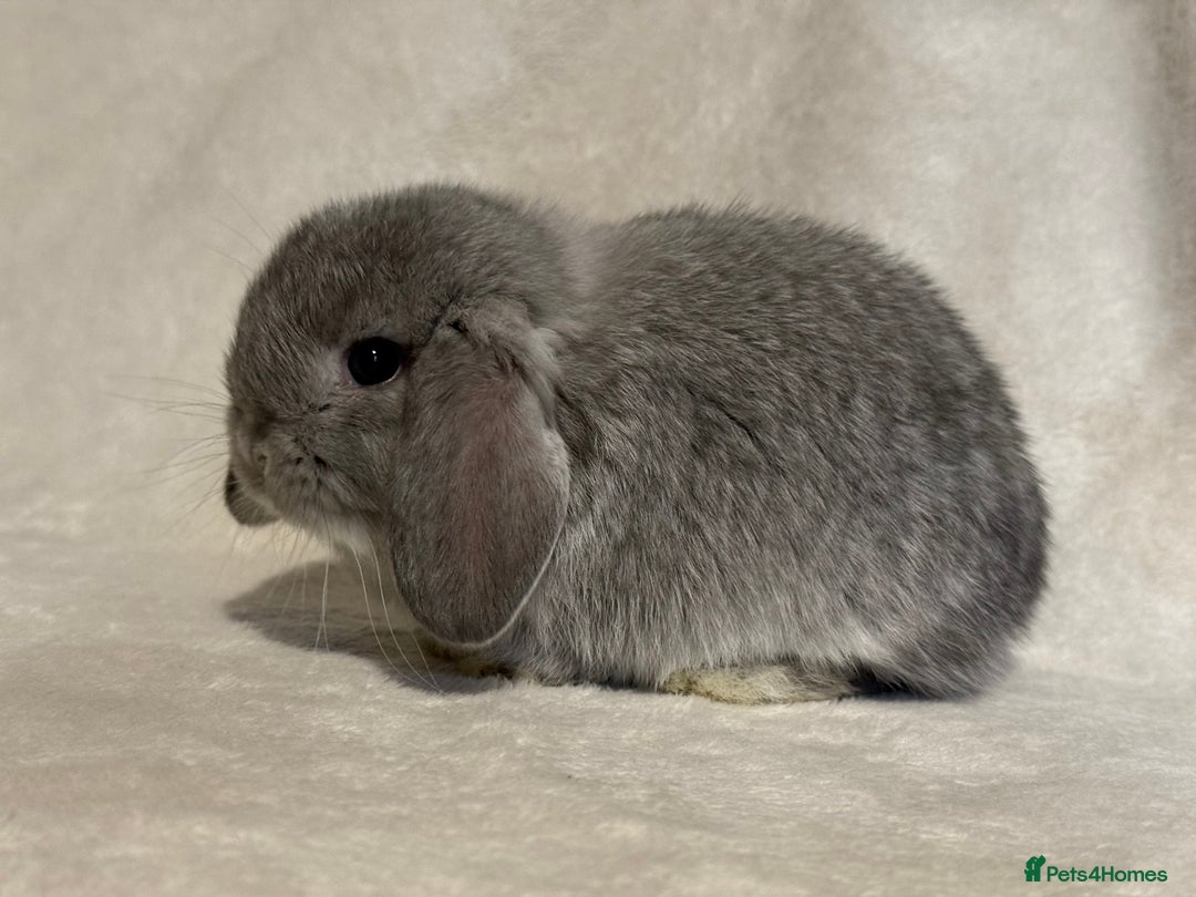 Mini Lop rabbits for sale: Pure mini lop babies to reserve  - Image 8