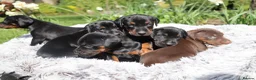 Dobermann dogs for sale: WAITLIST 2026 CEZARBLUE KC LICENSED BREEDER ⭐️ - Advert 8