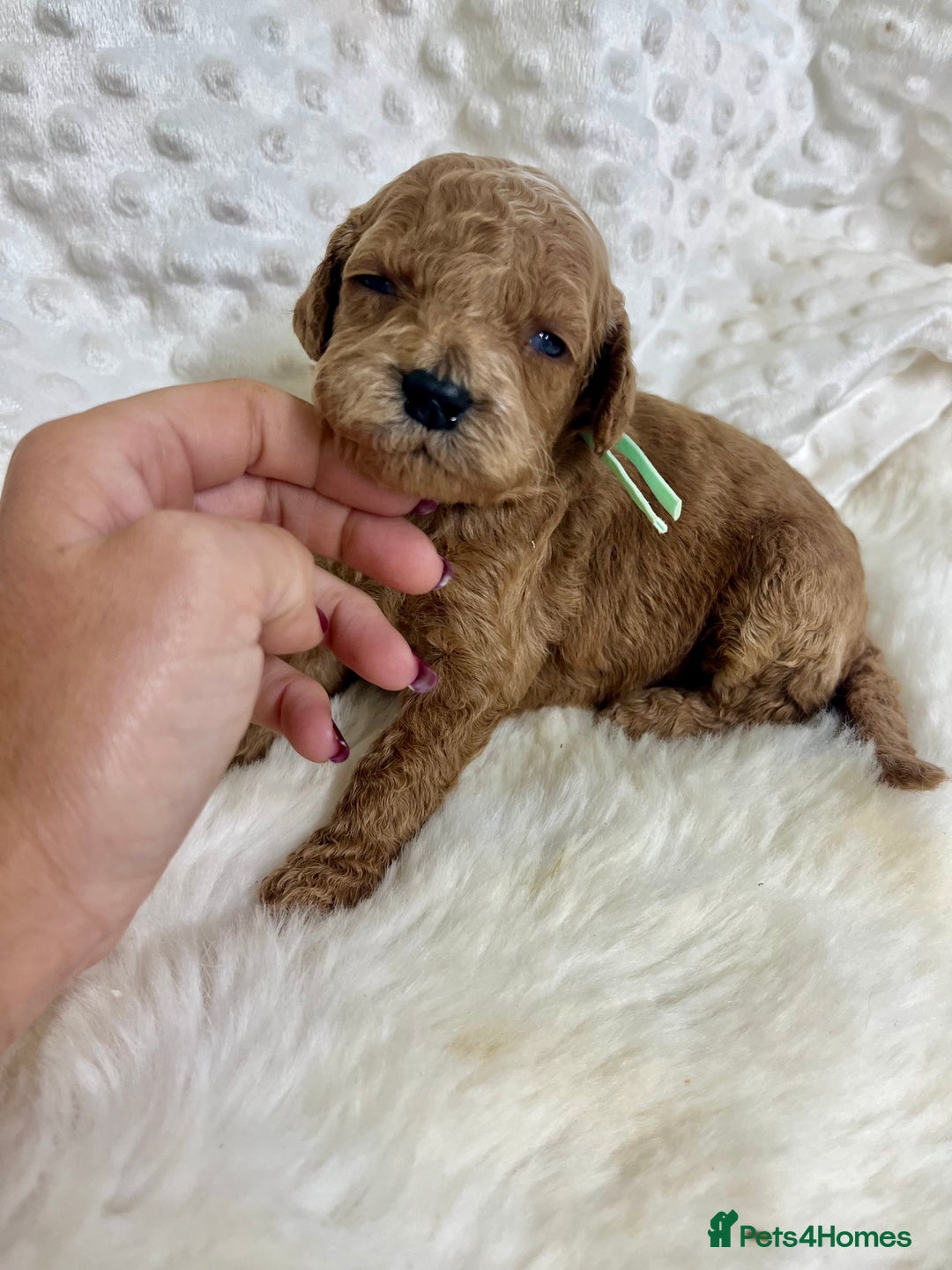 Mini Goldendoodle dogs for sale: Top Quality Miniature Goldendoodle puppies - Advert 20