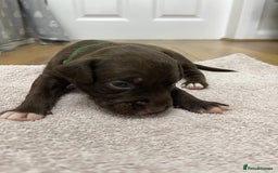 American Bull Staffy dogs for sale: Staffy Bull Puppies - Image 9