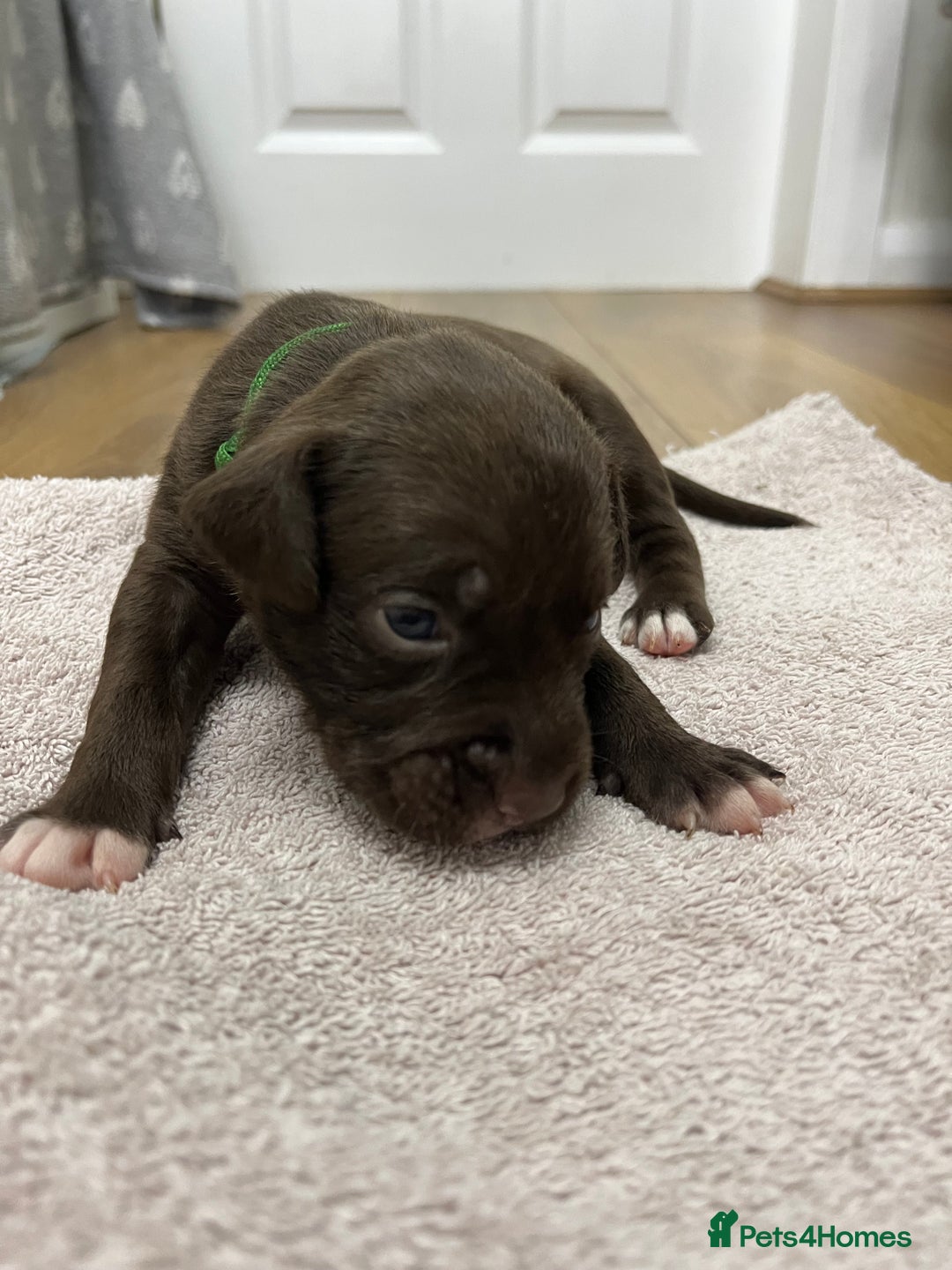 American Bull Staffy dogs for sale: Staffy Bull Puppies - Image 9