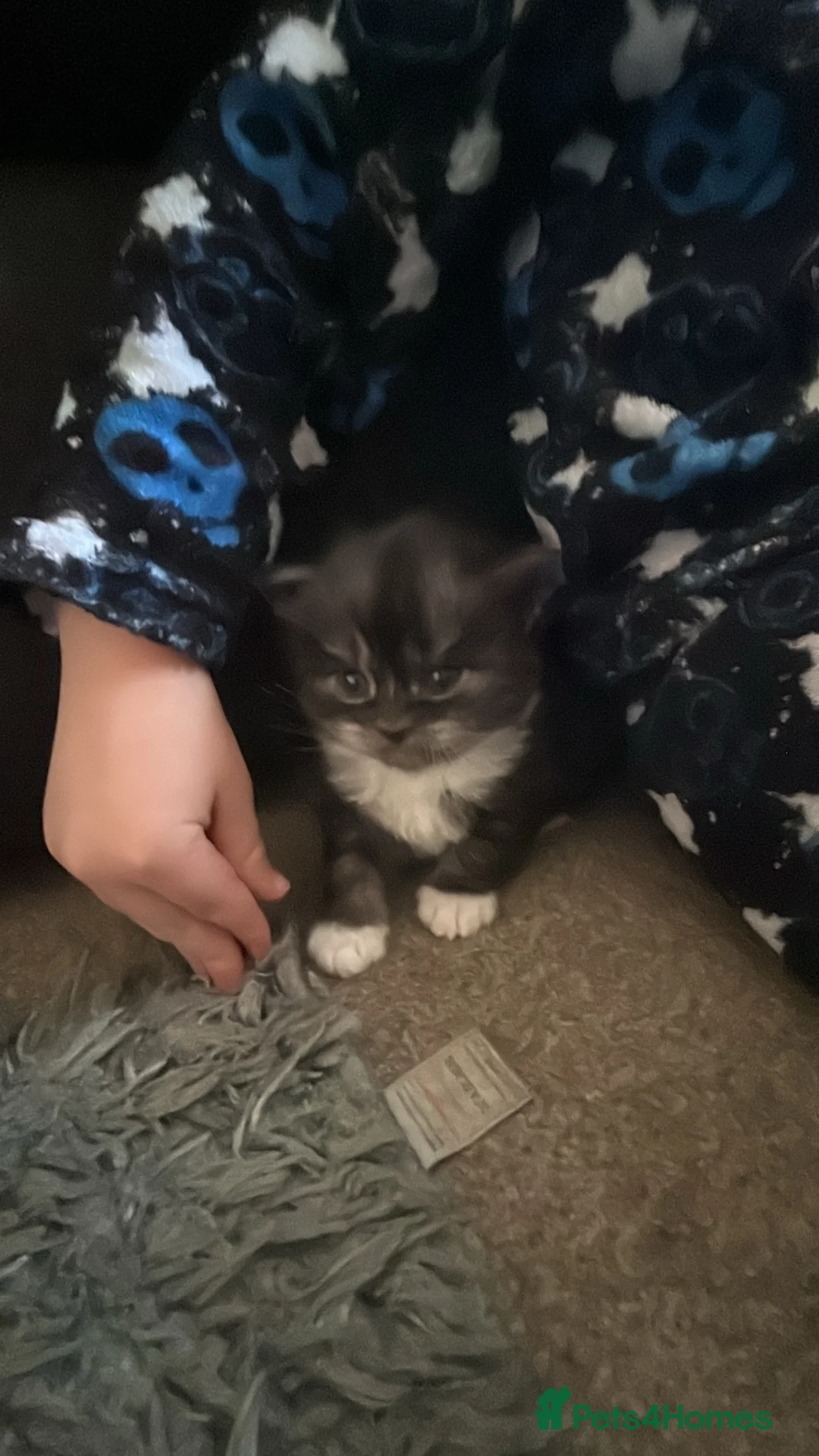 British Longhair cats for sale: British Longhaired  - Advert 3