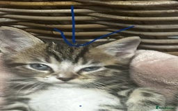 Mixed Breed cats for sale: 6 Of the cutest kittens ever !  - Image 31