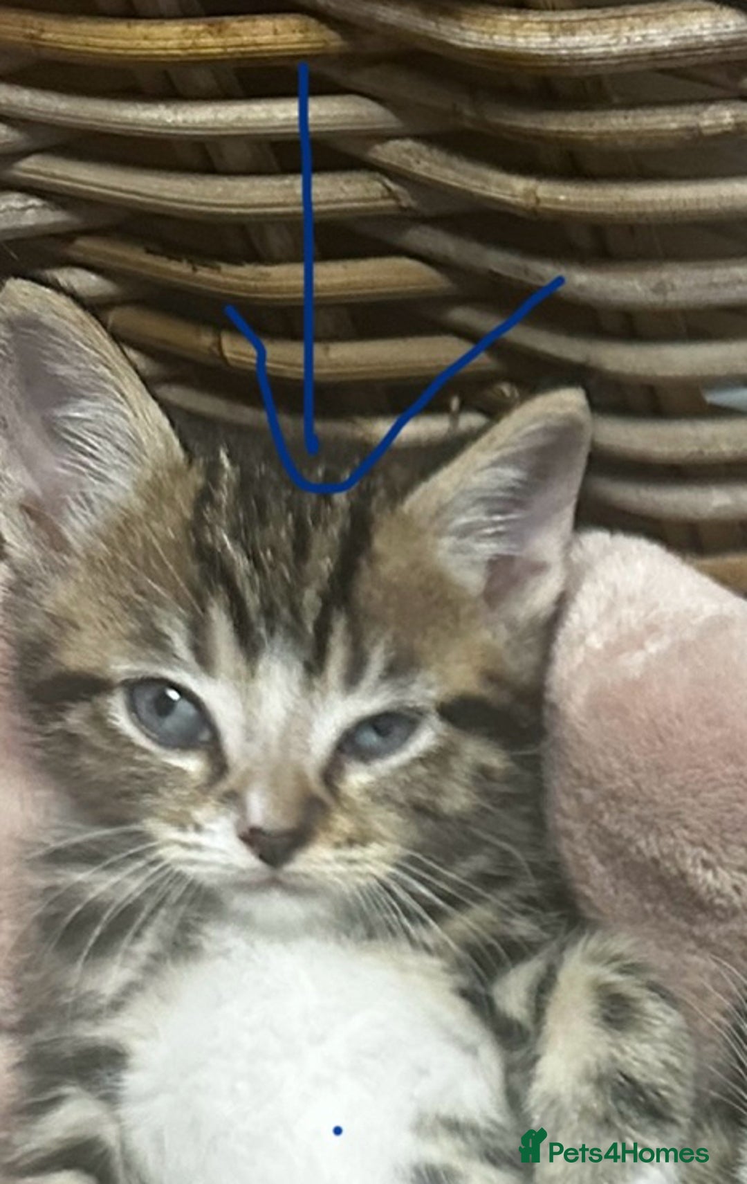 Mixed Breed cats for sale: 6 Of the cutest kittens ever !  - Image 31