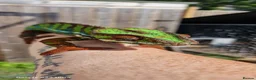 Chameleon reptiles for sale: Ambilobe Panther Chameleon Male - Advert 7