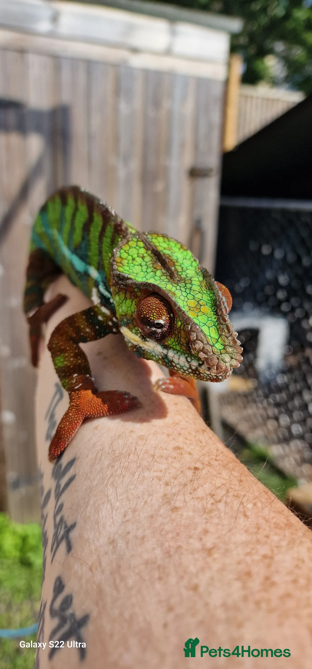 Chameleon reptiles for sale: Ambilobe Panther Chameleon Male - Advert 7