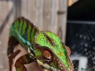 Chameleon reptiles Ambilobe Panther Chameleon Male - Advert 4