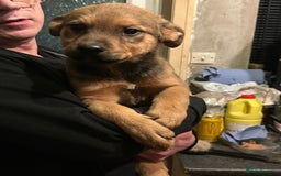 Mixed Breed dogs for sale: Rottweiler x Akita  mastiff pups - Advert 24