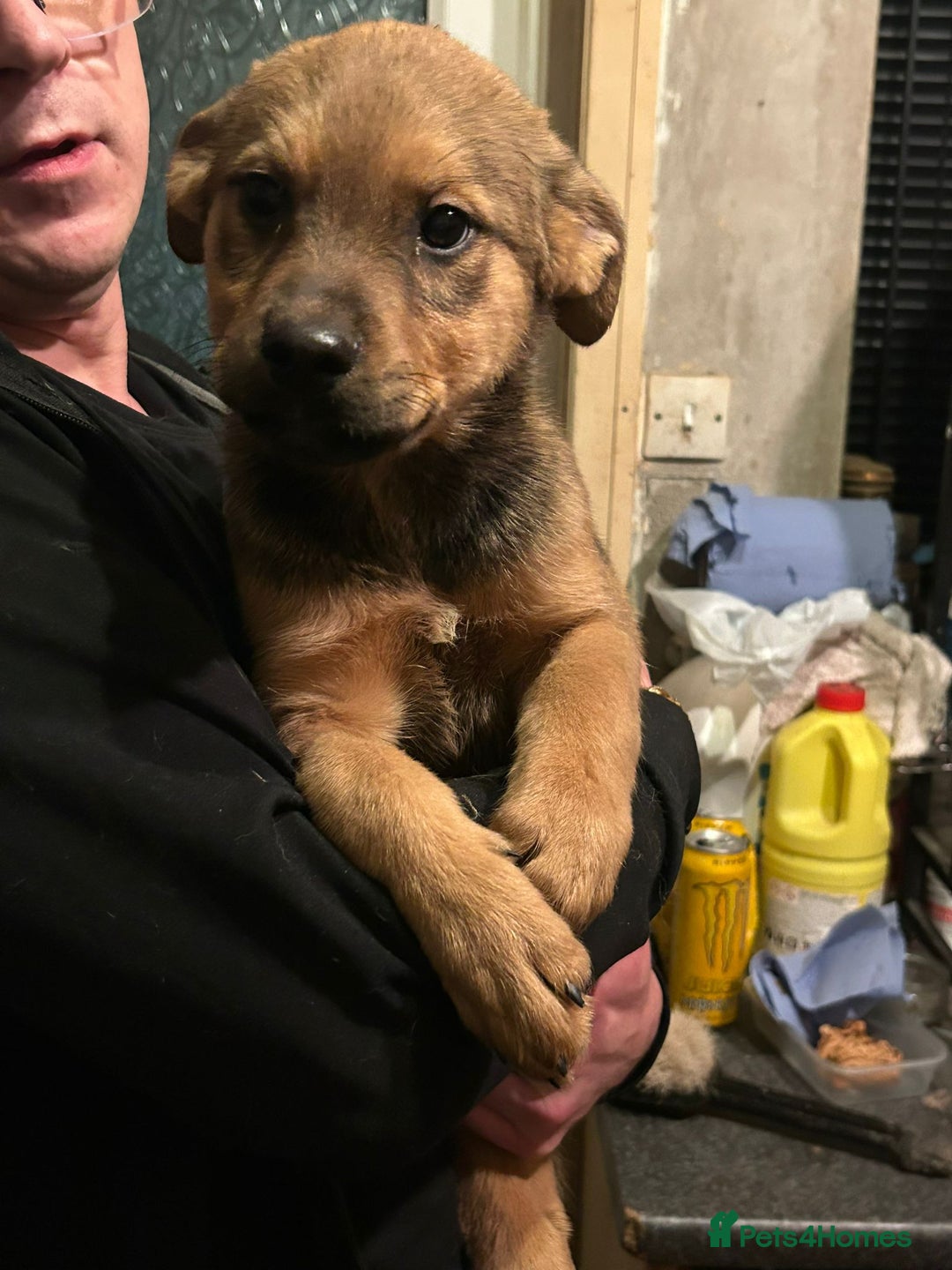 Mixed Breed dogs for sale: Rottweiler x Akita  mastiff pups - Advert 24