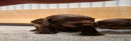 Cocker Spaniel dogs for sale: Working Cocker Spaniel Puppies - Advert 16