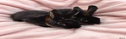 Rex rabbits for sale: Pair of mini rex babies - Advert 3