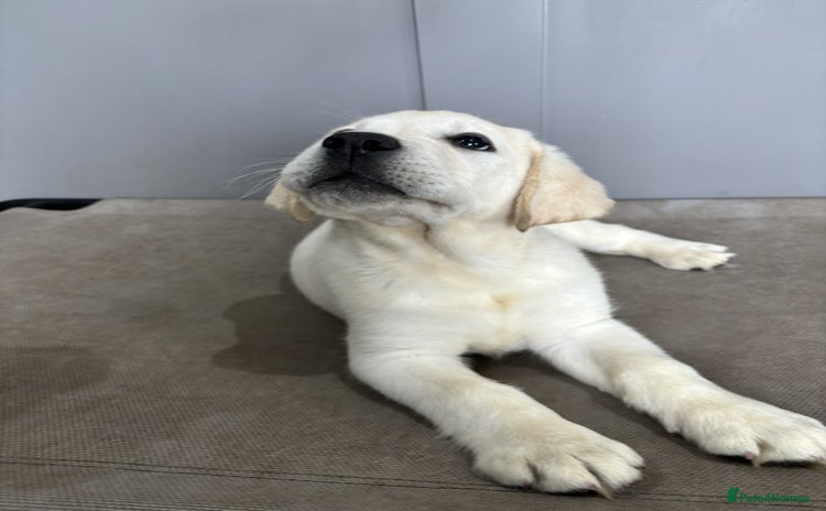 Labrador Retriever dogs - Advert 2