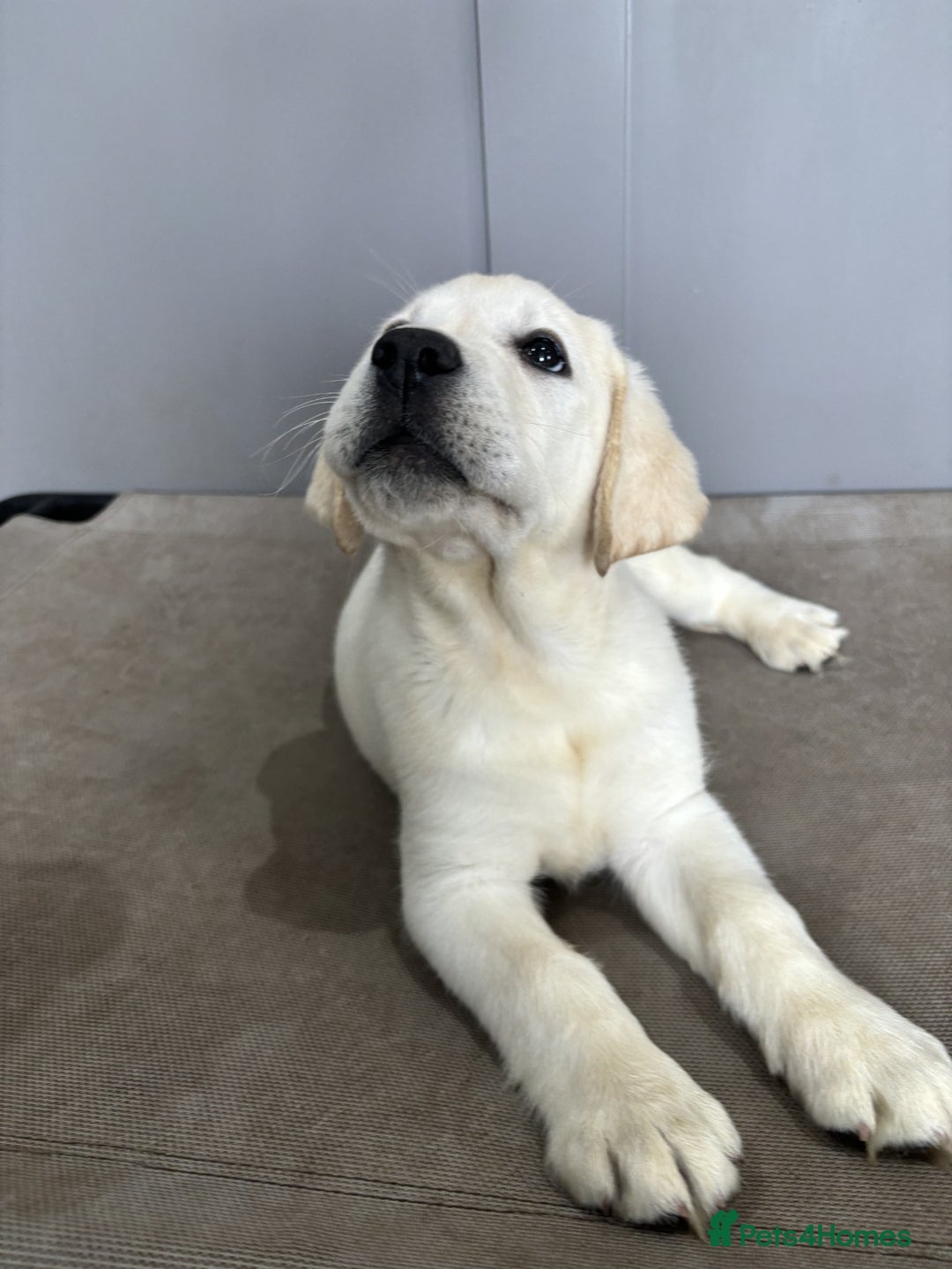 Labrador Retriever dogs for sale: 2 Trained Labradors for Sale  - Image 1
