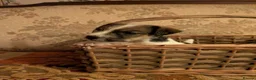 Jack Russell dogs for sale: Traditional Jack Russell terrier pups in Whitchurch - Advert 11