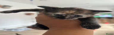 Domestic Shorthair 5