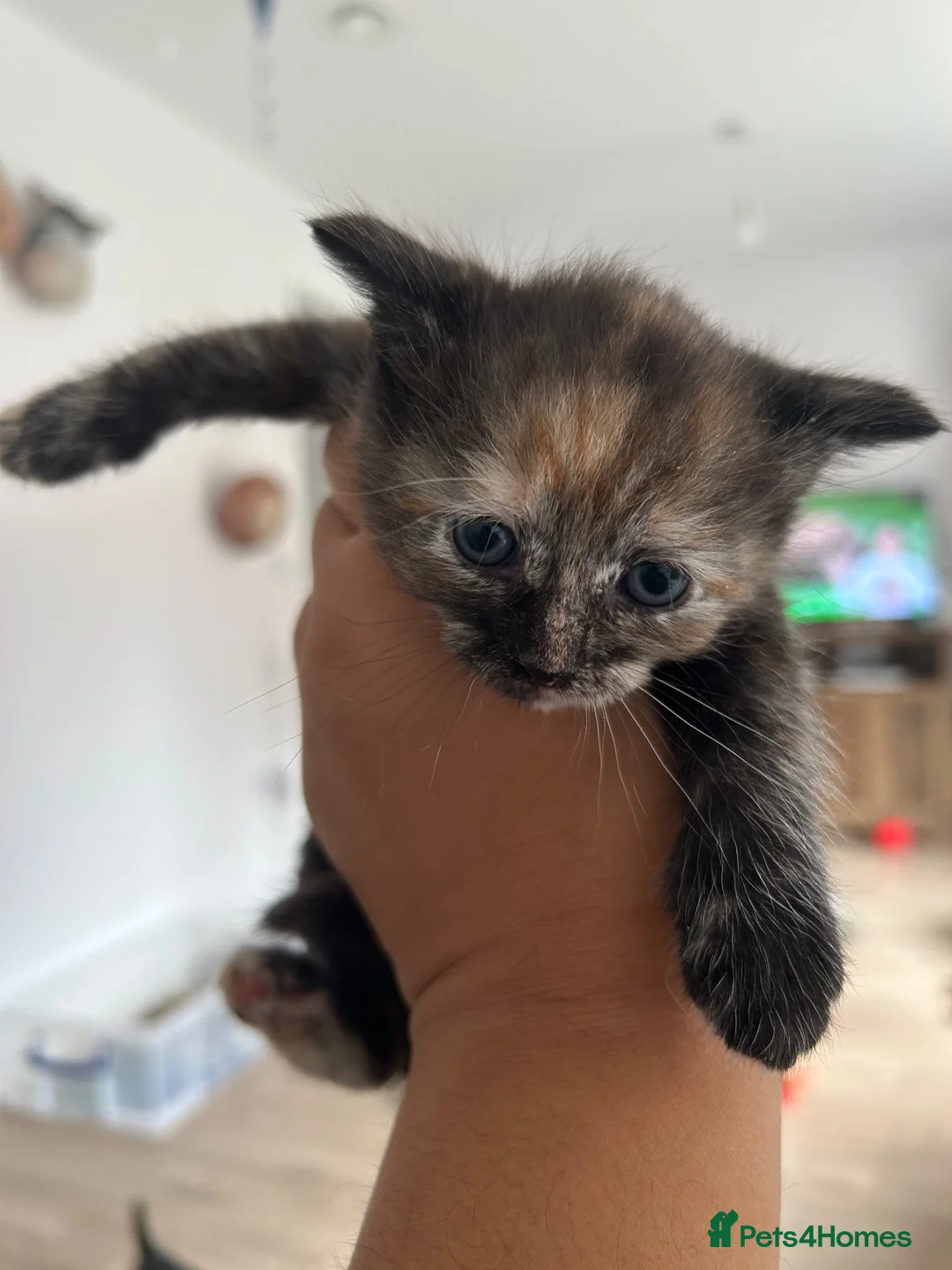 Domestic Shorthair cats for sale: Black Tabby Kittens and Tortoiseshell Kitten in Oldham - Advert 2