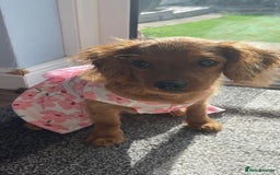 Cavapoo dogs for sale: Female 4 Month Cavapoo - Hazel - Image 2