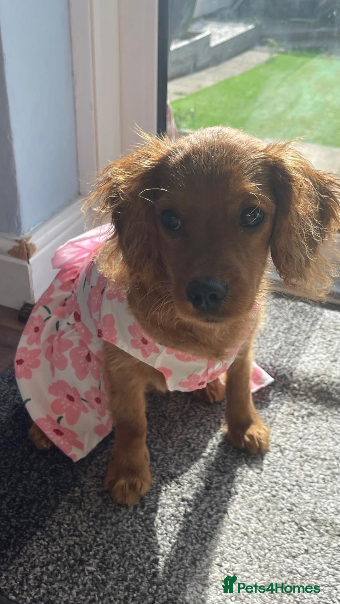 Cavapoo dogs for sale: Female 4 Month Cavapoo - Hazel - Image 2