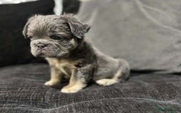 French Bulldog dogs for sale: High Quality French Bulldog Puppies  - Image 18