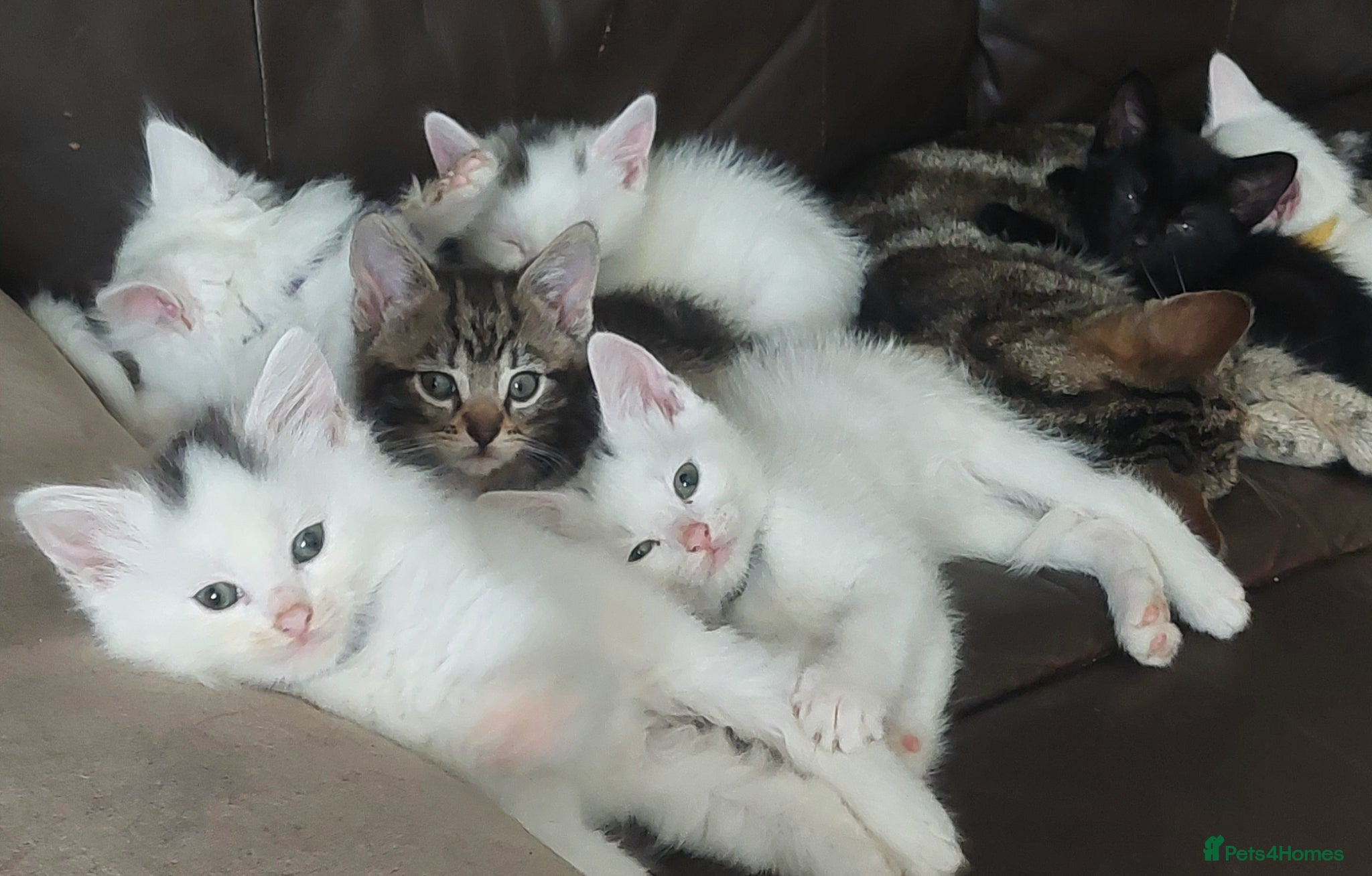 Mixed Breed cats Lovely kittens  - Advert 1