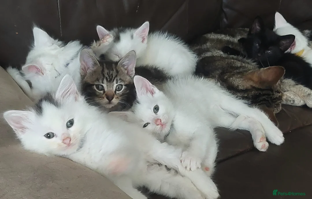 Mixed Breed cats for sale: Lovely kittens  - Advert 1