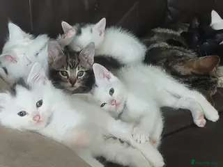 Mixed Breed cats Lovely kittens - Advert 12