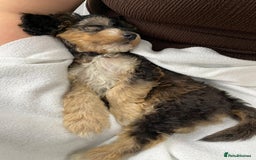 Cockapoo dogs for sale: 🐾STUNNING F1 COCKERPOOS HEALTH TESTED PARENTS 🐾 - Image 13