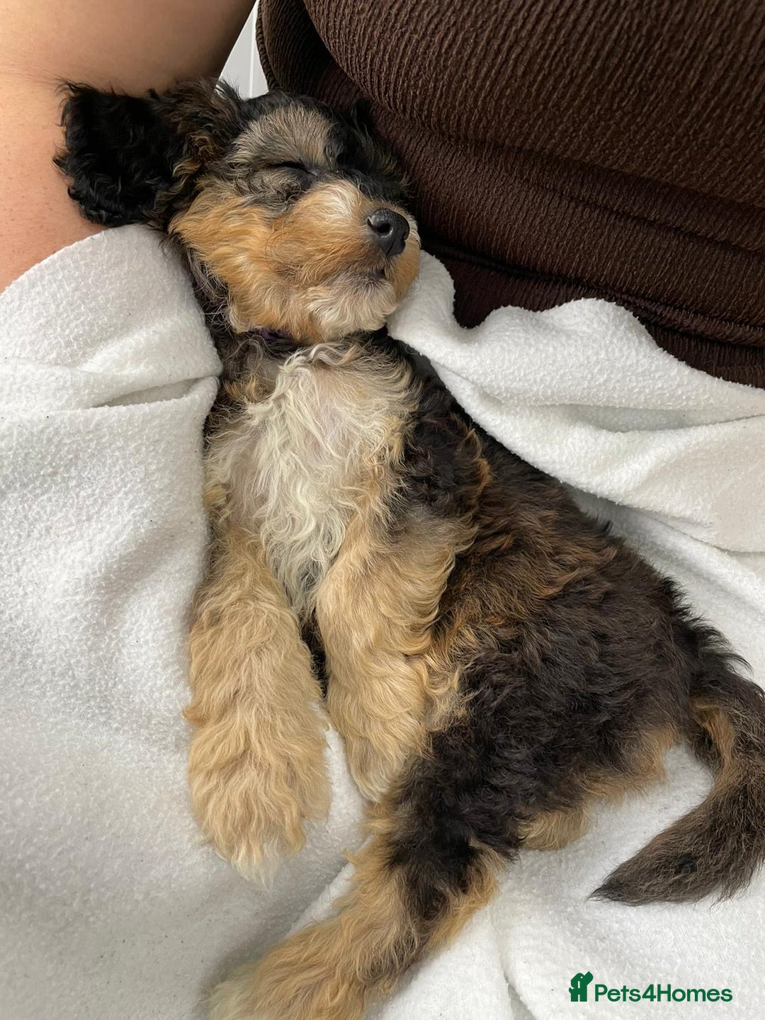 Cockapoo dogs for sale: 🐾STUNNING F1 COCKERPOOS HEALTH TESTED PARENTS 🐾 - Image 13