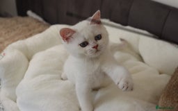 British Shorthair cats for sale: Ready CH Bloodlines BSH TICA registered kittens in Feltham - Image 21