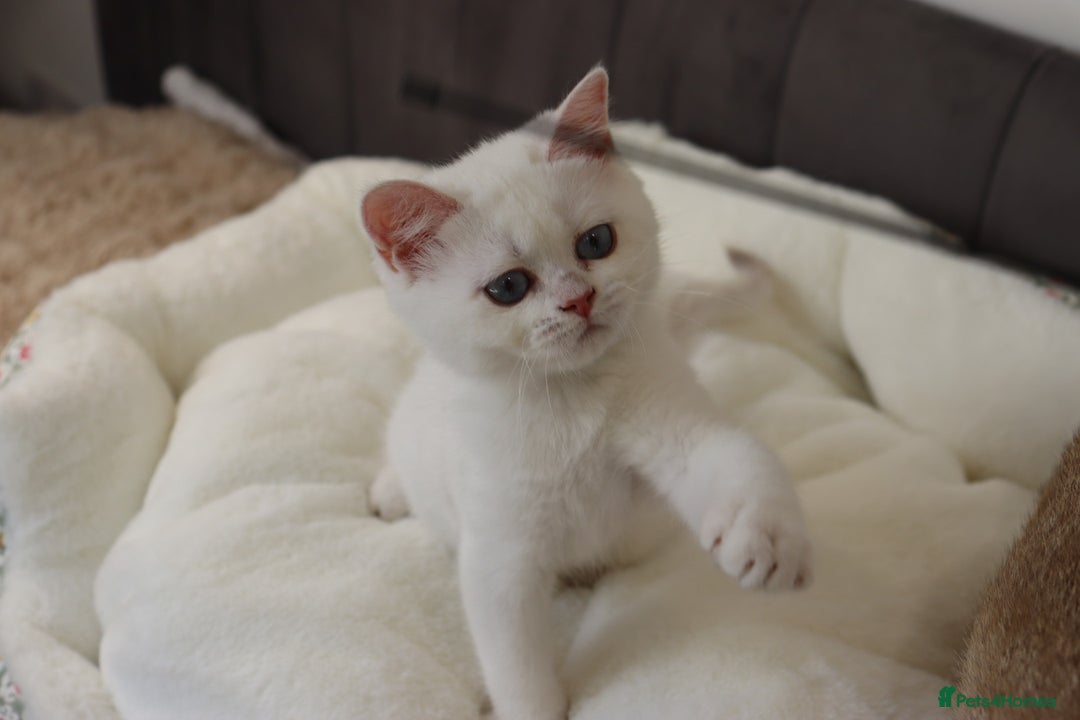 British Shorthair cats for sale: Ready CH Bloodlines BSH TICA registered kittens in Feltham - Image 21