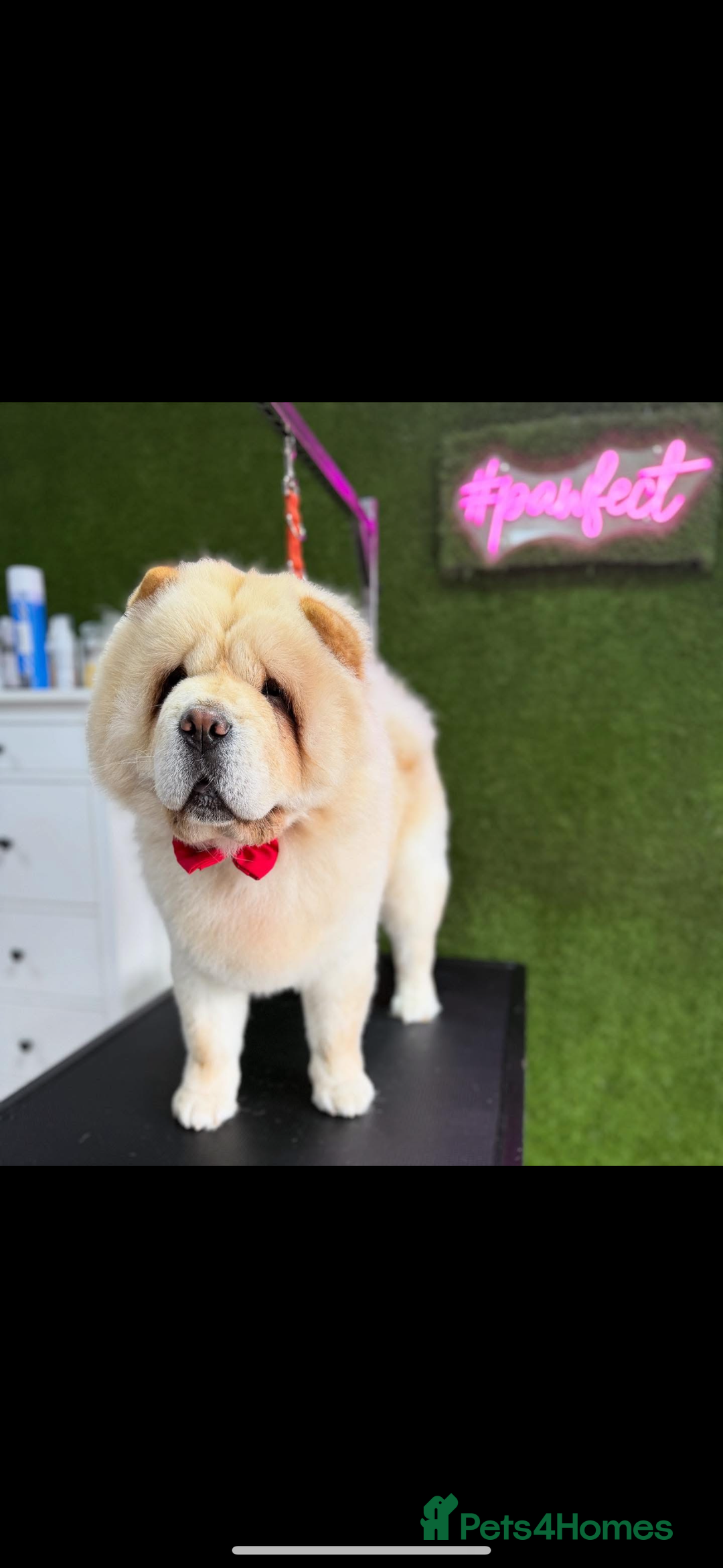 Mixed Breed dogs for sale: Chowski puppies for sale  - Advert 7