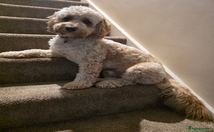 Cockapoo dogs - Advert 1