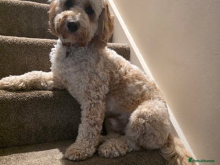 Cockapoo dogs - Advert 24