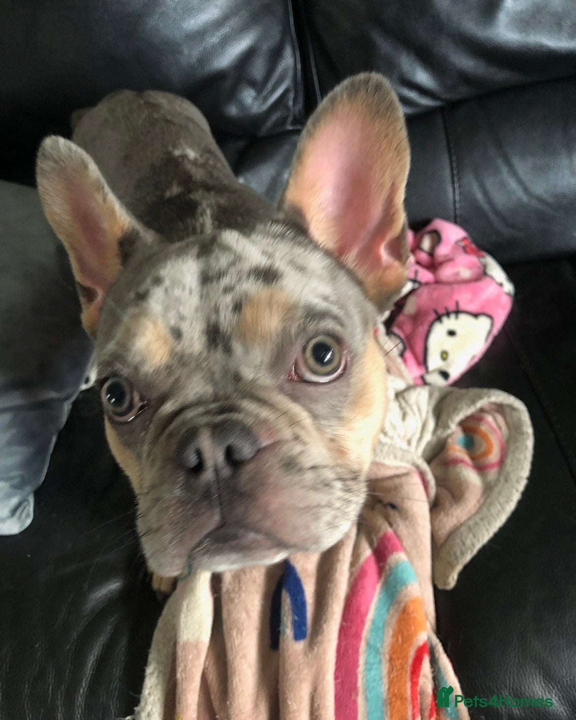 French Bulldog dogs French Bulldog Blue Merle Female Rare Colours  - Advert 1