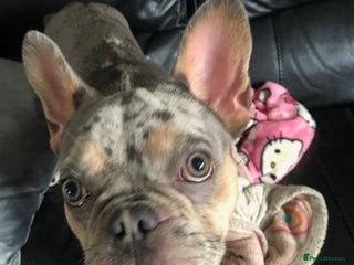 French Bulldog dogs French Bulldog Blue Merle Female Rare Colours - Advert 10