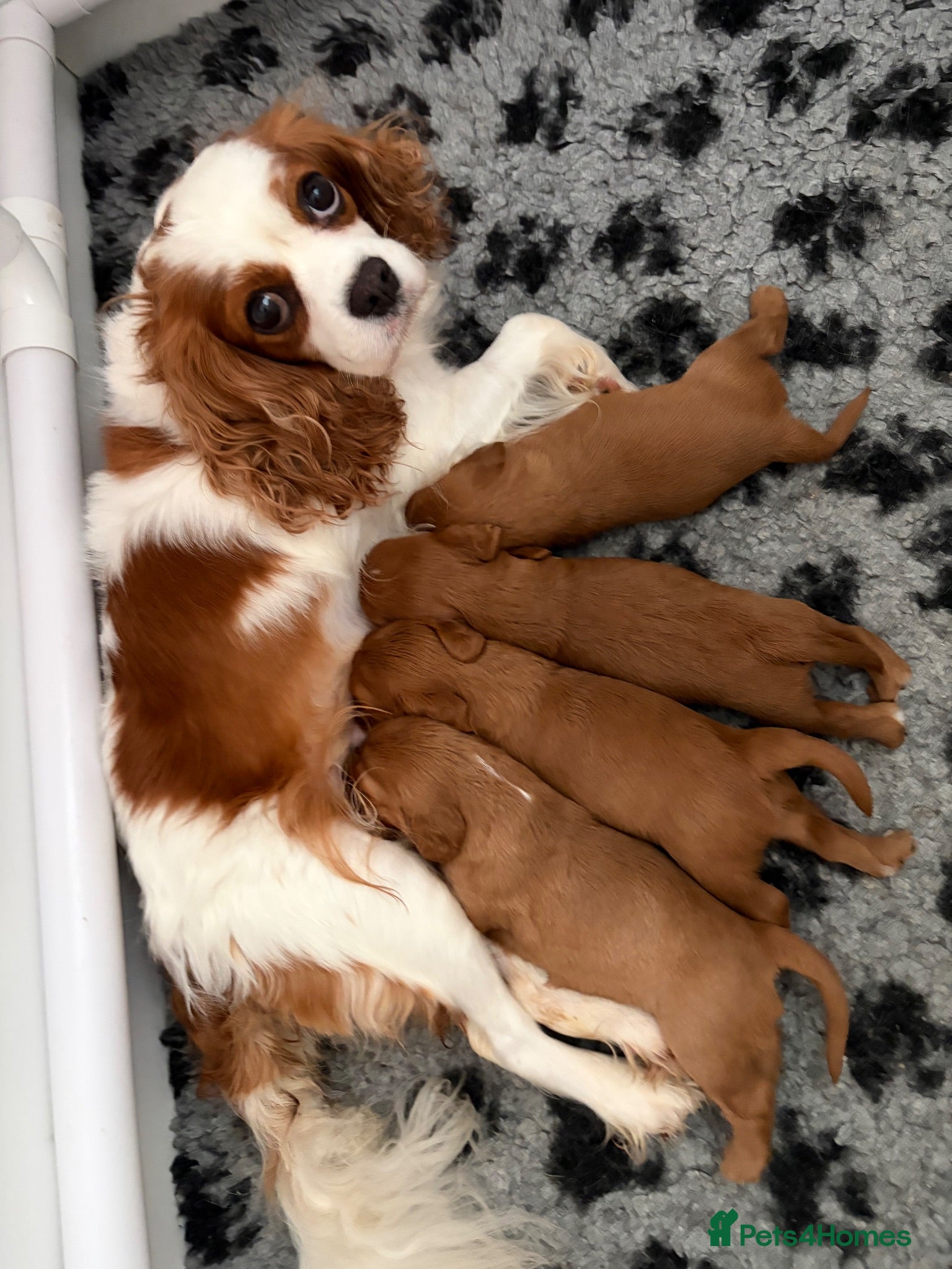Cavalier King Charles Spaniel dogs Cavalier King Charles Spaniel puppies  - Advert 6