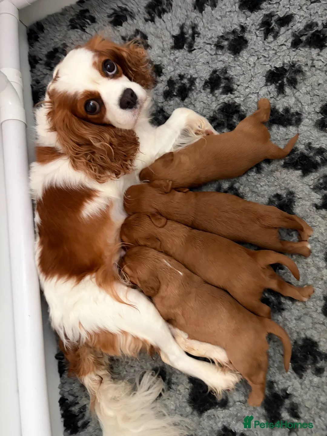 Cavalier King Charles Spaniel dogs for sale: Cavalier King Charles Spaniel puppies  - Advert 1