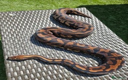 Python Snake reptiles for sale: Royal pythons for sale  - Image 6
