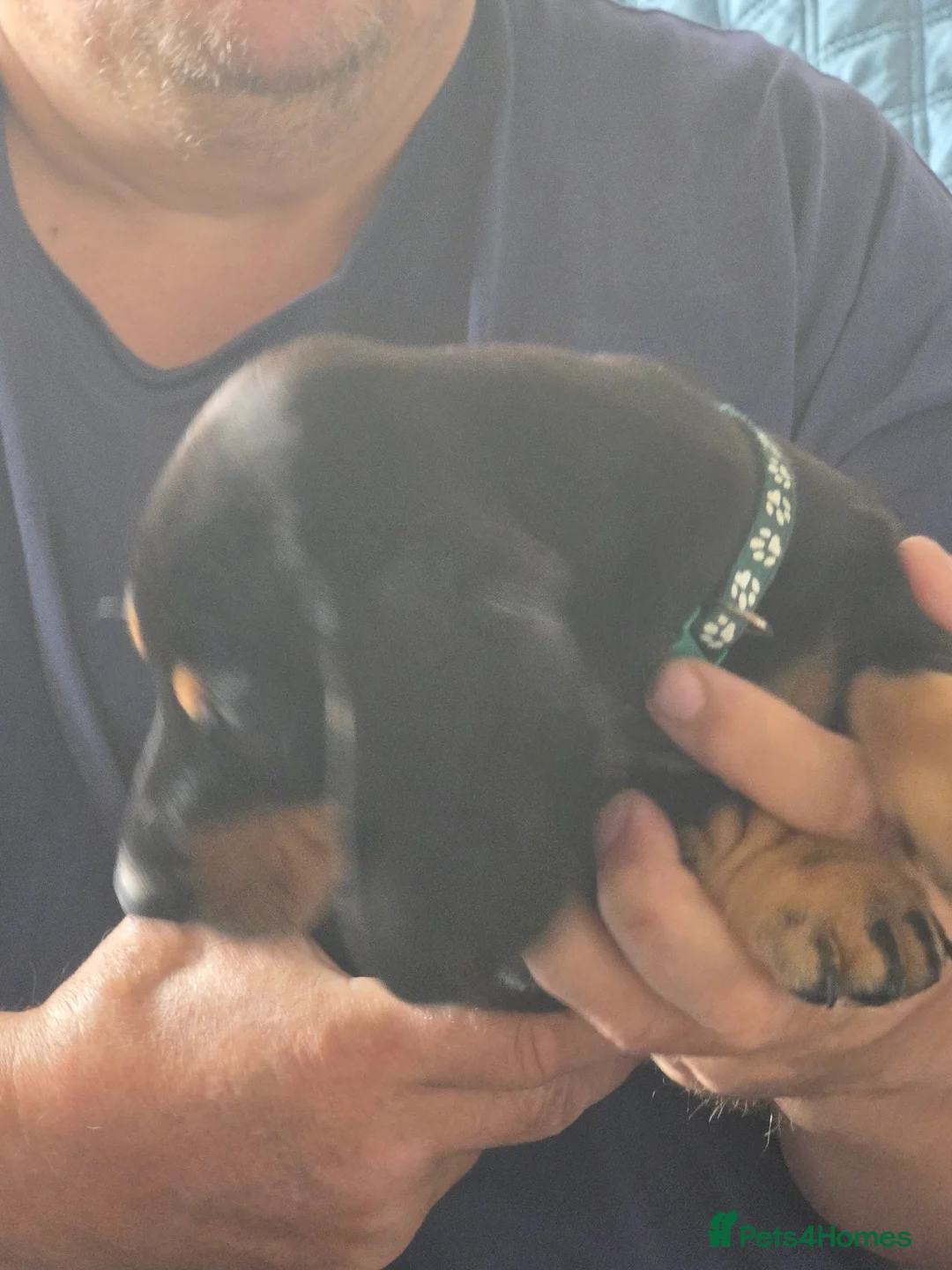 Dachshund dogs for sale: Outstanding Purebred Dachshunds: Health-Tested💎 - Advert 10