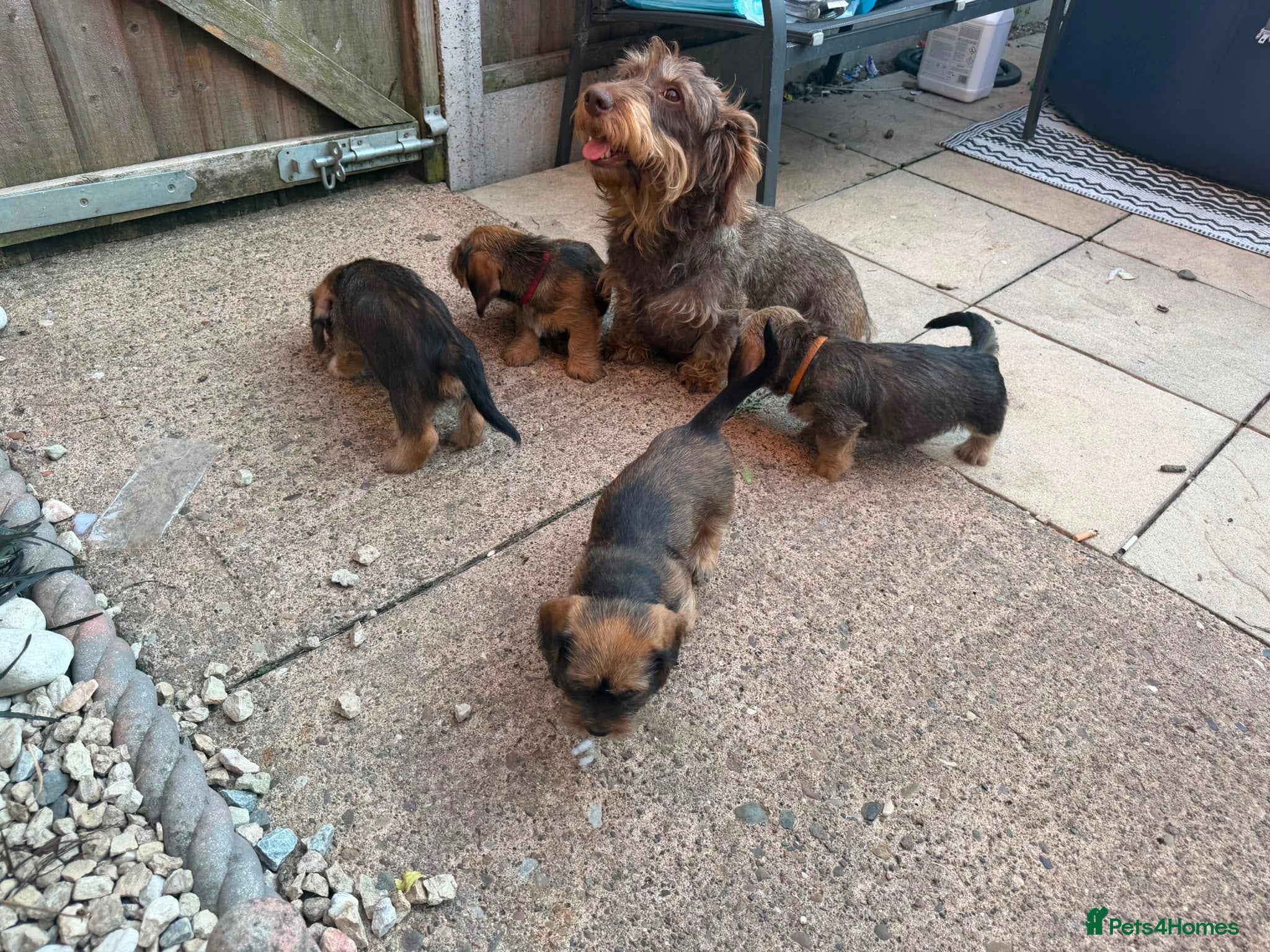 Mixed Breed dogs Gorgeous puppys wire hair dashhone/Shih Tzu - Advert 1