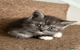 British Shorthair cats for sale: BSH KITTENS - Image 12