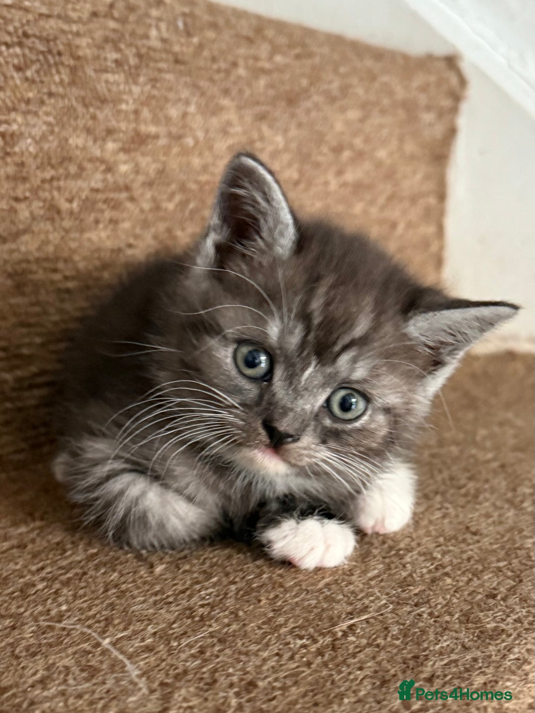 British Shorthair cats for sale: BSH KITTENS - Image 12