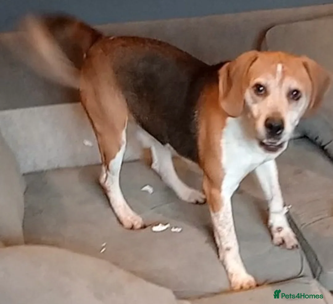 Beagle dogs for sale: Bruno - Beagle (new pictures & info on request) - Advert 6