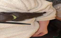 Cockapoo dogs for sale: Last boy ready to leave day b4 the big man comes  - Image 4