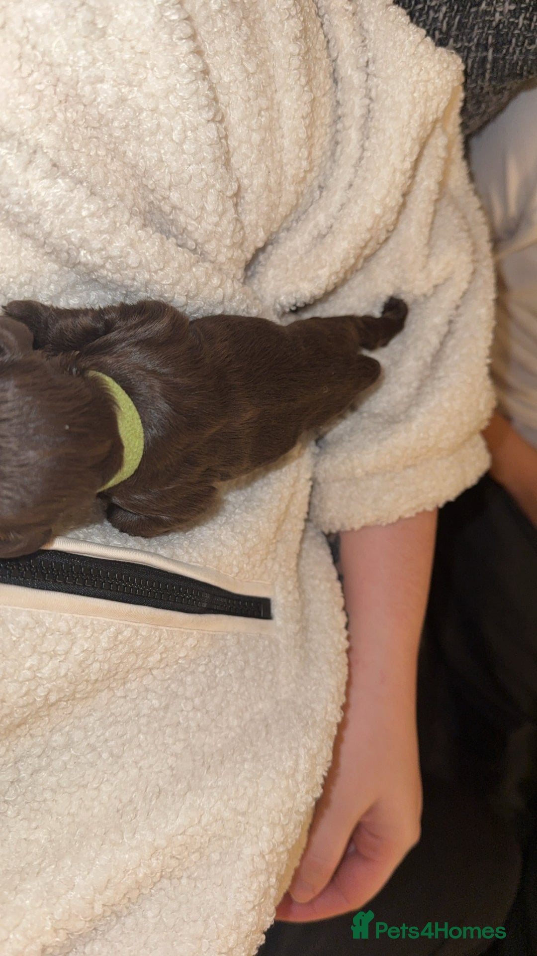 Cockapoo dogs for sale: Last boy ready to leave day b4 the big man comes  - Image 4